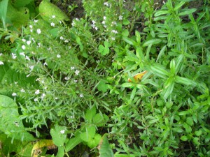 Bohnenkraut zwischen Bohnen