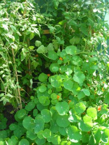kapuzinerkresse und tomaten1