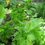 kräuterbeet S.Heine