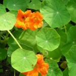 Kapuzinerkresse S. Heine