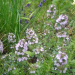 bluehender thymiankleiner