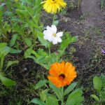 Bluemchen Drei S.Heine