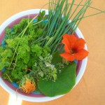 Kapuzinerkresse und Kräuter