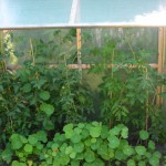 Tomaten und Kapuzinerkresse