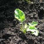 Grünkohlpflänzchen im veganen Garten