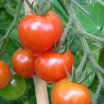 tomaten S. Heine