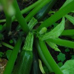 Zucchinifrüchte