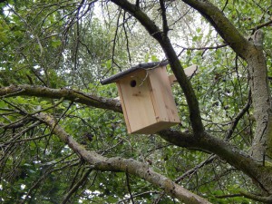 Nistkasten am Baum susanne heine