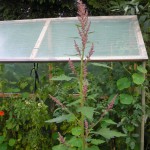 Baumspinat wird bis zu 3 m hoch.