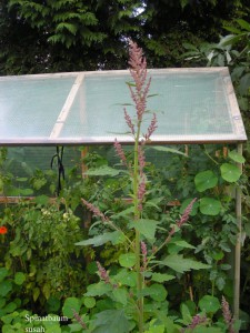 Baumspinat wird bis zu 3 m hoch.