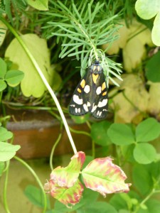 Schmetterling