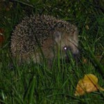 Igel im Gras