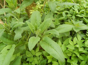 Beinwell an einem Bach