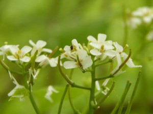 Blüte der Knoblauchrauke
