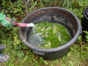 Beinwelljauche mit Gesteinsmehl