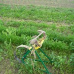 Radhacke Solawi Wildwuchs