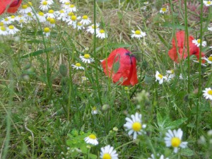 Blühstreifen sorgen für das ökologische Gleichgewicht