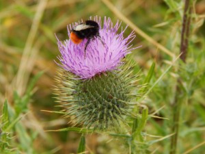 Hummel auf Kugeldistelbvl