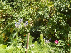 Gartenansicht mit Beet und Wildrosenstrauch