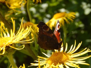 Tagpfauenauge an Alant