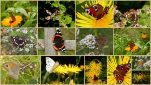 peaceful gardening- biovegan gärtnern
