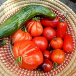 Tomaten vegan gedüngt