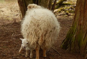 Schafmutter mit Lamm