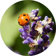 bio-vegan-gärtnern-menu